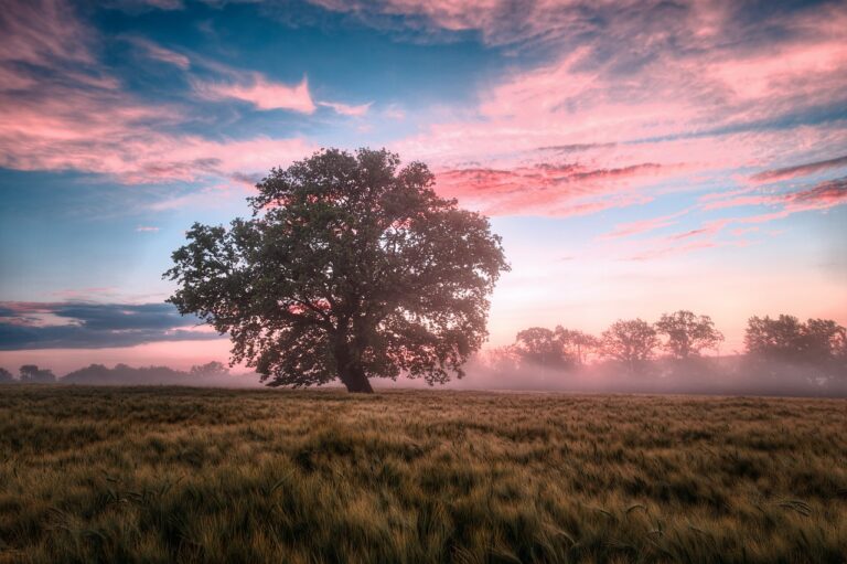 Lee más sobre el artículo «Conectando con la Naturaleza: Explorando la Ecoempatía, su Definición e Importancia en el Mundo moderno”