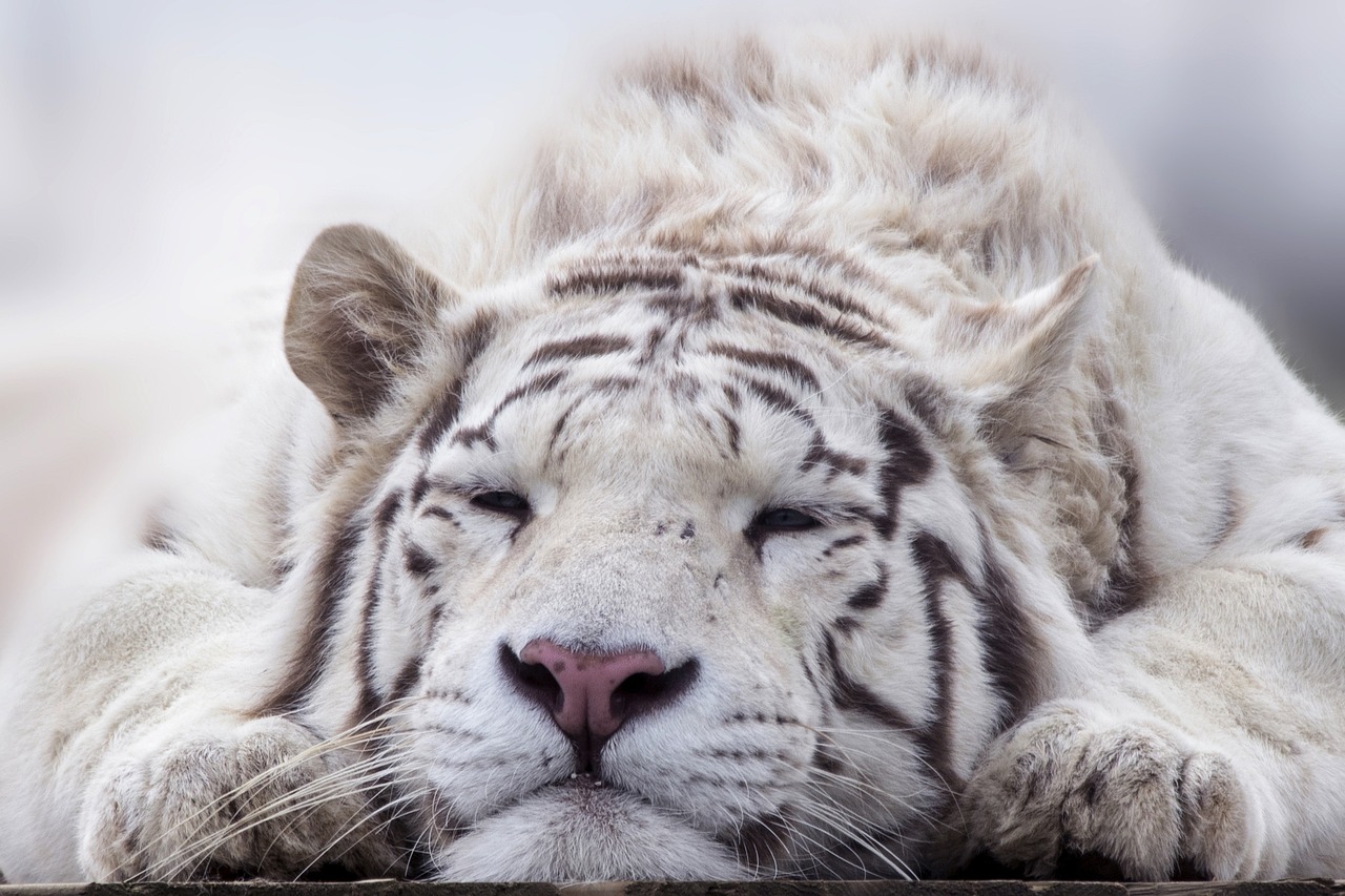 En este momento estás viendo Tigre de Bengala: El Uso de sus Órganos y el Impacto en su Conservación