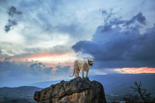 Lee más sobre el artículo La Extinción del Tigre de Bengala: Un Emblema en Peligro