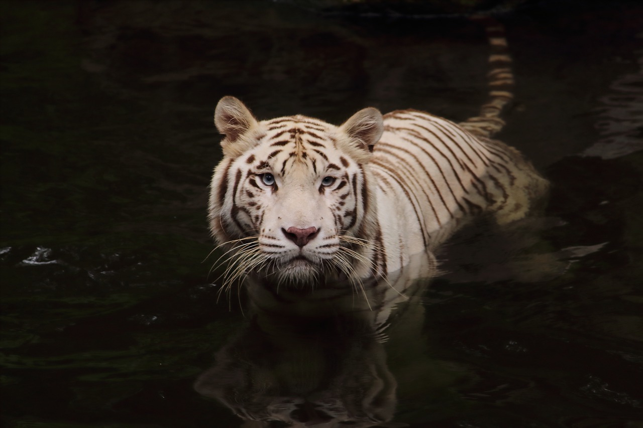 En este momento estás viendo ElTigre de Bengala: Poder y Belleza